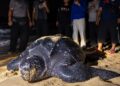 PENYU belimbing mendarat dan bertelur di Pantai Kuala Abang, Dungun, Terengganu.