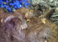 ANAK orang utan berpaut pada ibu haiwan itu di Borneo. - AFP