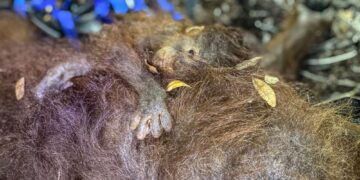 ANAK orang utan berpaut pada ibu haiwan itu di Borneo. - AFP