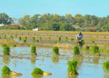 PESAWAH berharap jaminan pembekalan baja sebatian tambahan diselesaikan dalam tempoh 10 hari dapat direalisasikan oleh kerajaan.-UTUSAN