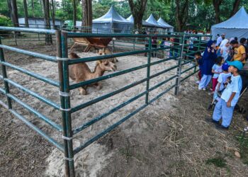 PENGUNJUNG melihat unta yang menjadi tarikan di laman ternakan pada MAHA 2026 di Taman Ekspo Pertanian Malaysia Serdang (MAEPS) Serdang, Selangor, semalam. – UTUSAN/SYAKIR RADIN
