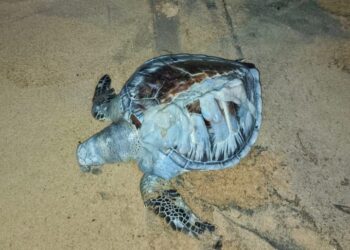 SEEKOR penyu agar ditemukan mati di pesisir Pantai Sura, Kuala Dungun dipercayai akibat terkena kipas bot. .- IHSAN PERIKANAN