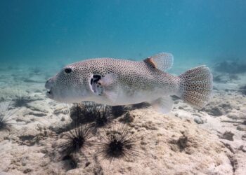 GAMBAR fail seekor ikan buntal. - AFP
