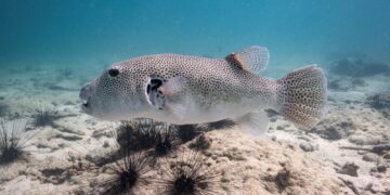 GAMBAR fail seekor ikan buntal. - AFP
