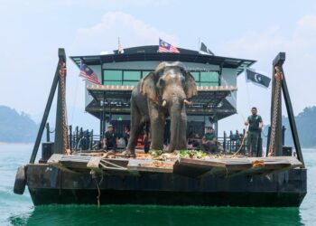SULONG dibawa menggunakan rumah bot untuk dipindahkan ke Taman Negeri Tasik Kenyir, Hulu Terengganu, Terengganu. -UTUSAN/PUQTRA HAIRRY