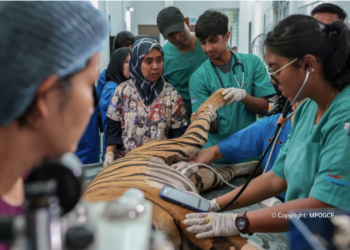 HARIMAU Malaya yang menjadi antara spesies hidupan liar terancam terus dipulihara menerusi kerjasama strategik MPOGCF dan Perhilitan. – GAMBAR IHSAN MPOGCF