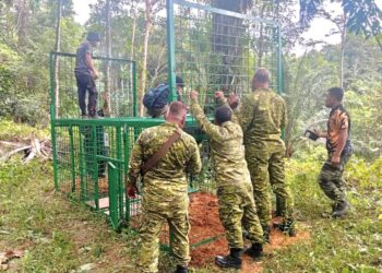 PERANGKAP harimau yang dipasang pihak Jabatan Perlindungan Hidupan Liar dan Taman Negara di Pos Perwor di Sungai Siput, Perak baru-baru ini. – UTUSAN/AIN SAFRE BIDIN
