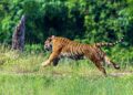 Harimau Malaya betina, Yong Choh yang  dilepaskan kembali ke habitat semula jadi selepas menjalani proses rehabilitasi susulan konflik dengan manusia di Sungai Siput, Perak di Taman Negara melalui pintu masuk Tasik Kenyir, baru-baru ini. – MINGGUAN/PUQTRA HAIRRY