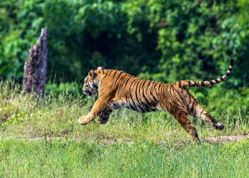 Harimau Malaya betina, Yong Choh yang  dilepaskan kembali ke habitat semula jadi selepas menjalani proses rehabilitasi susulan konflik dengan manusia di Sungai Siput, Perak di Taman Negara melalui pintu masuk Tasik Kenyir, baru-baru ini. – MINGGUAN/PUQTRA HAIRRY