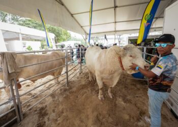 MUHAMMAD Syafiq Abdul Nasir bersama lembu baka charolais yang dipamerkan di MAHA 2026 di MAEPS, Serdang, Selangor. – UTUSAN/MUHAMAD IQBAL ROSLI