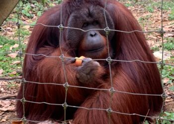 HISROSHI, salah seekor Orang Utan tertua di Pulau Orang Utan Bukit Merah, Kerian, Perak. -UTUSAN/NORHAZLINDA DEWI SUTRISNO