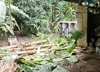 KESAN kerosakan akibat gajah liar yang memasuki kawasan penempatan penduduk di Kampung Charuk Kapas, Kupang di Baling.