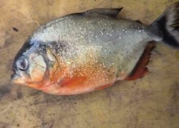 SEEKOR ikan jenis piranha yang ditemukan di Empangan Klau, Raub, Pahang baru-baru ini.
