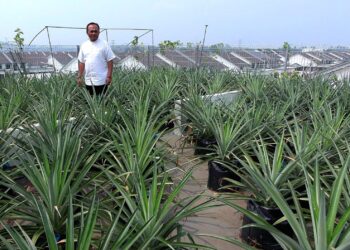 IZUDIN Muhamad Amin melihat nanas yang ditanam atas bumbung konkrit rumahnya di Taman Kotasas SpringVale Residences di Kuantan, Pahang.