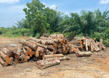SEBAHAGIAN kayu tidak bercukai yang dirampas PGA selepas menyerbu sebuah kilang di Bukit Kechik, Tanah Merah, Kelantan semalam.