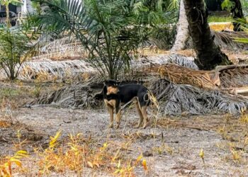 KANAK-KANAK perempuan berusia dua tahun yang diserang sekumpulan anjing liar di Batu Pahat awal bulan ini kembali belajar berdiri dan berjalan selepas terlantar di katil selama 17 hari.