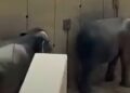 TANGKAP layar video siaran langsung memaparkan Dara dan Amoi mencari tempat teduh daripada bahang matahari di Zoo Tennoji, Osaka, Jepun.