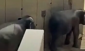 TANGKAP layar video siaran langsung memaparkan Dara dan Amoi mencari tempat teduh daripada bahang matahari di Zoo Tennoji, Osaka, Jepun.