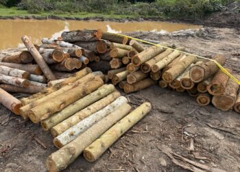 RAMPASAN balak oleh Pasukan Gerakan Am (PGA) di sebuah kilang kayu di di Gong Tengah, Besut, Terengganu. - IHSAN PGA
