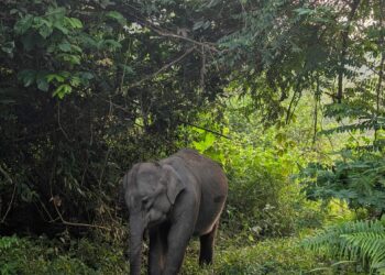 KONFLIK antara gajah dan manusia semakin meruncing di Kelantan yang memerlukan penyelesaian secara tuntas.