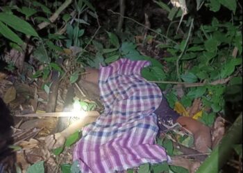 LELAKI Orang Asli, Zamberi Angah maut selepas dipercayai diserang harimau belang ketika mencari rotan di Kampung Takung, Pos Perwor, Sungai Siput semalam.