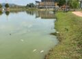 PENEMUAN banyak ikan mati di Tasik MDPT di Parit yang dipercayai berpunca daripada peralihan cuaca dan kekurangan oksigen di dalam air.