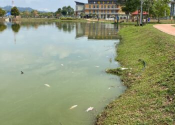 PENEMUAN banyak ikan mati di Tasik MDPT di Parit yang dipercayai berpunca daripada peralihan cuaca dan kekurangan oksigen di dalam air.