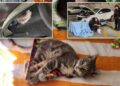 SEEKOR anak kucing yang terperangkap pada bampar kereta akhirnya terselamat. - Facebook/Kelly Bettinger