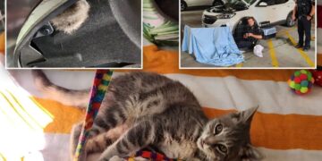 SEEKOR anak kucing yang terperangkap pada bampar kereta akhirnya terselamat. - Facebook/Kelly Bettinger