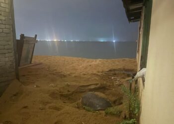 SEEKOR penyu agar mengorek lubang di halaman rumah Nadia Sharheera Talib di Kampung Geliga, Kemaman, Terengganu pada Julai lalu. – MEDIA SOSIAL