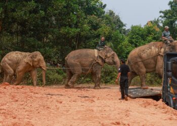 DUA ekor gajah denak betina iaitu Sanum dan Abot dari Pusat Konservasi Gajah Kebangsaan (PKGK) Kuala Gandah, Lanchang, Pahang terlibat dalam operasi memindahkan Awang Kolam (kiri) di Kampung Kolam, Ajil, Hulu Terengganu , Terengganu. - UTUSAN/PUQTRA HAIRRY