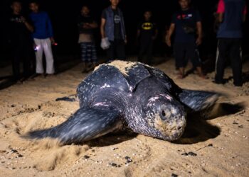 PENYU belimbing atau dikenali sebagai Raja Penyu mendarat dan bertelur di Pantai Kuala Abang, Dungun, Terengganu.