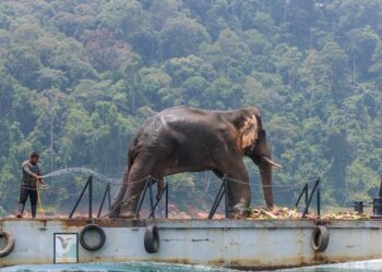 SULONG Chalil dibawa menggunakan rumah bot untuk dipindahkan ke Taman Negeri Tasik Kenyir, Hulu Terengganu, Terengganu. -UTUSAN/PUQTRA HAIRRY