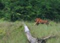 HARIMAU Malaya yang diberi nama Yong Choh dilepaskan semula ke habitat semula jadi dalam satu Majlis Perasmian Tongkang Pemindahan Hidupan Liar dan Pelepasan Hidupan Liar di Tasik Kenyir, Hulu Terengganu, Terengganu. -UTUSAN/PUQTRA HAIRRY