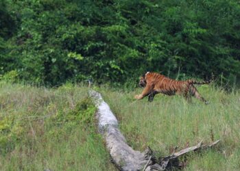 HARIMAU Malaya yang diberi nama Yong Choh dilepaskan semula ke habitat semula jadi dalam satu Majlis Perasmian Tongkang Pemindahan Hidupan Liar dan Pelepasan Hidupan Liar di Tasik Kenyir, Hulu Terengganu, Terengganu. -UTUSAN/PUQTRA HAIRRY