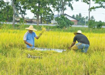 DUA pesawah melakukan kerja-kerja mengerat sendiri padi yang sudah boleh dituai di Kampung Banat, Kangar, Perlis semalam. – UTUSAN/IZLIZAN OTHMAN
