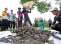 Ikan bandar raya yang berjaya ditangkap dalam operasi mengawal pembiakan ikan berkenaan di Kulai, Johor.