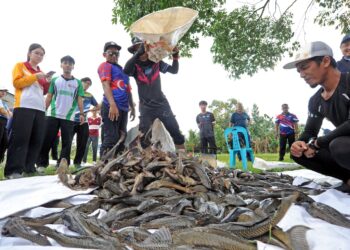Ikan bandar raya yang berjaya ditangkap dalam operasi mengawal pembiakan ikan berkenaan di Kulai, Johor.