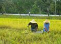 KERJASAMA antara kerajaan, agensi pertanian, komuniti setempat dan pesawah sendiri amat penting dalam memastikan usaha pembangunan sektor padi terus berkembang.