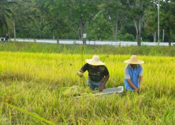 KERJASAMA antara kerajaan, agensi pertanian, komuniti setempat dan pesawah sendiri amat penting dalam memastikan usaha pembangunan sektor padi terus berkembang.