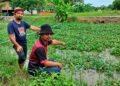 PESAWAH menunjukkan parit buang yang dipenuhi tumbuhan di Parit Teluk Pial, Kuala Kurau sehingga menghalang aliran air dan menjejaskan benih padi yang ditabur. – UTUSAN/WAT KAMAL ABAS