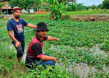PESAWAH menunjukkan parit buang yang dipenuhi tumbuhan di Parit Teluk Pial, Kuala Kurau sehingga menghalang aliran air dan menjejaskan benih padi yang ditabur. – UTUSAN/WAT KAMAL ABAS