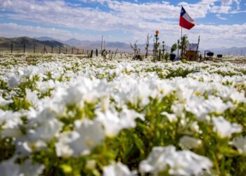 PELBAGAI jenis pokok bunga tumbuh di gurun pasir Atacama, Chile. - AFP