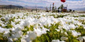PELBAGAI jenis pokok bunga tumbuh di gurun pasir Atacama, Chile. - AFP