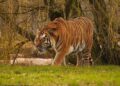 HARIMAU yang menerkam mangsa di dalam krurungan sebuah zoo. - Taman Hidupan Liar Yorkshire
