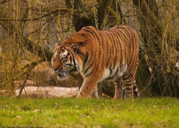HARIMAU yang menerkam mangsa di dalam krurungan sebuah zoo. - Taman Hidupan Liar Yorkshire