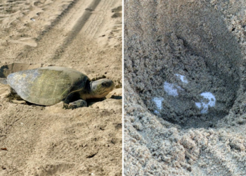 SEEKOR penyu lipas Pasifik bertelur berhampiran pantai Seal di California.-AGENSI