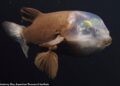 IKAN berkepala lut sinar. -  Institut Penyelidikan Teluk Monterey