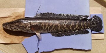 BILANGAN ikan haruan semakin bertambah di Amerika. - AFP
