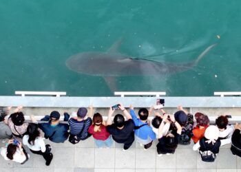PENGUNJUNG menyaksikan seekor jerung sepanjang 3.5 meter yang terperangkap di dalam saluran air buatan di bandar pelabuhan Busan, Korea Selatan.- AFP